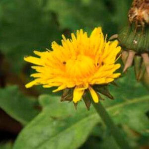 ortie - nettoyage - système linfatique - naturel pissenlit-dents-à-nettoyer-système-linfatique-naturel