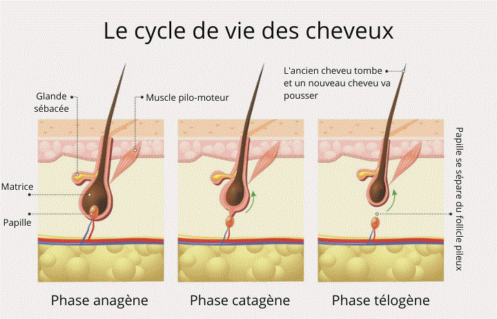 cycle-cheveux