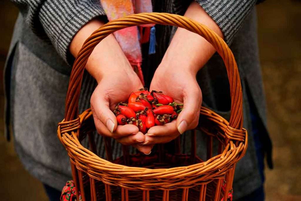 escaramujo defensas