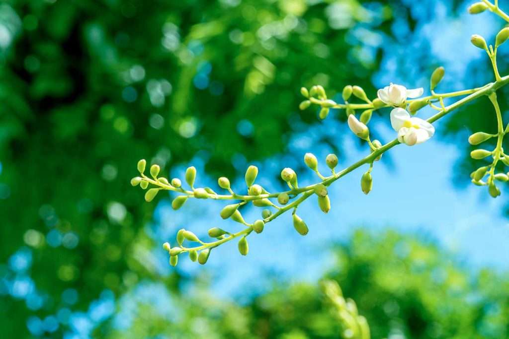 alergia primaveral