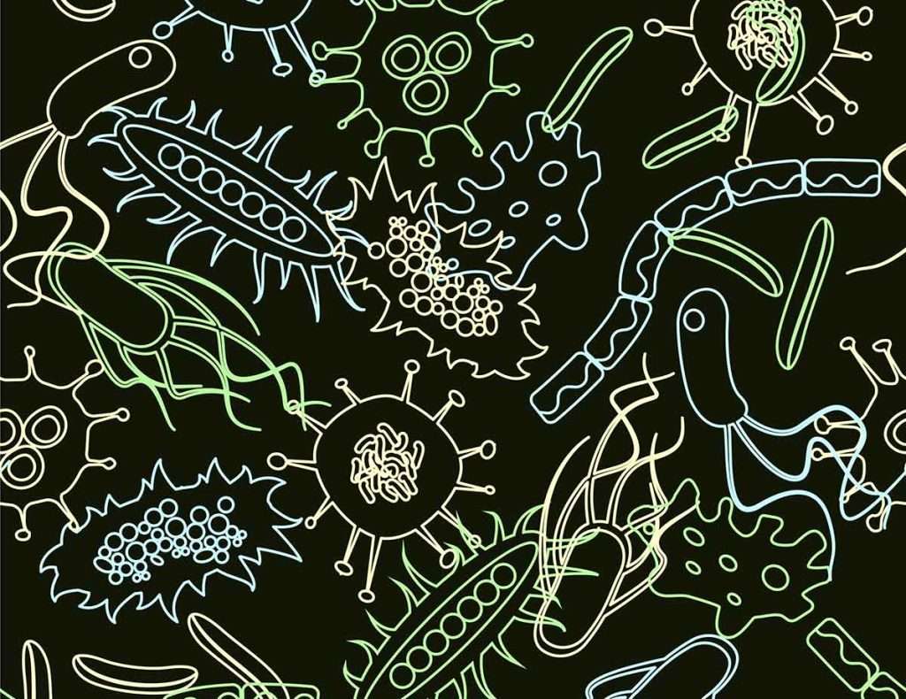 microbiota intestinal