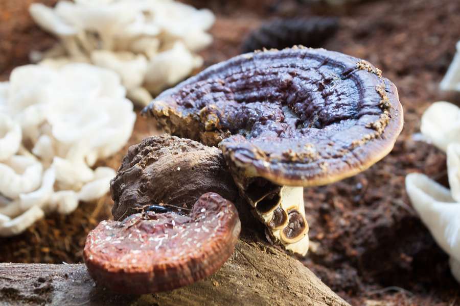 Le reishi est le secret le mieux gardé de la jeunesse éternelle