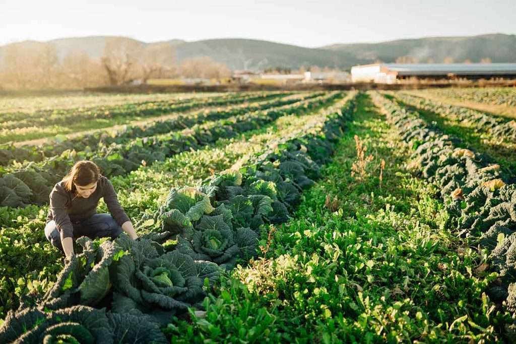 sistemas de produccion alimentaria
