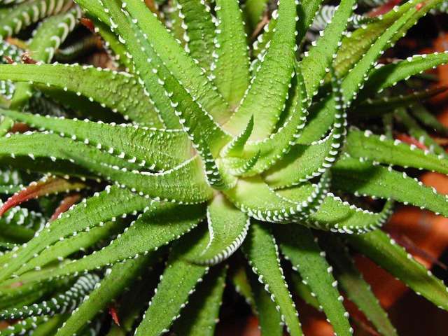 Mon shampoing, fabriqué à partir de plantes méditerranéennes !