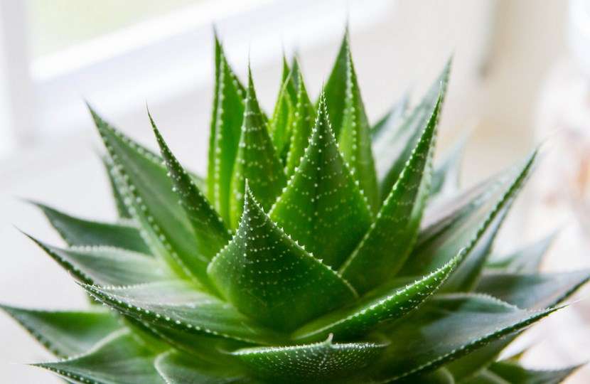 Prenez soin de vous avec l&rsquo;aloe vera