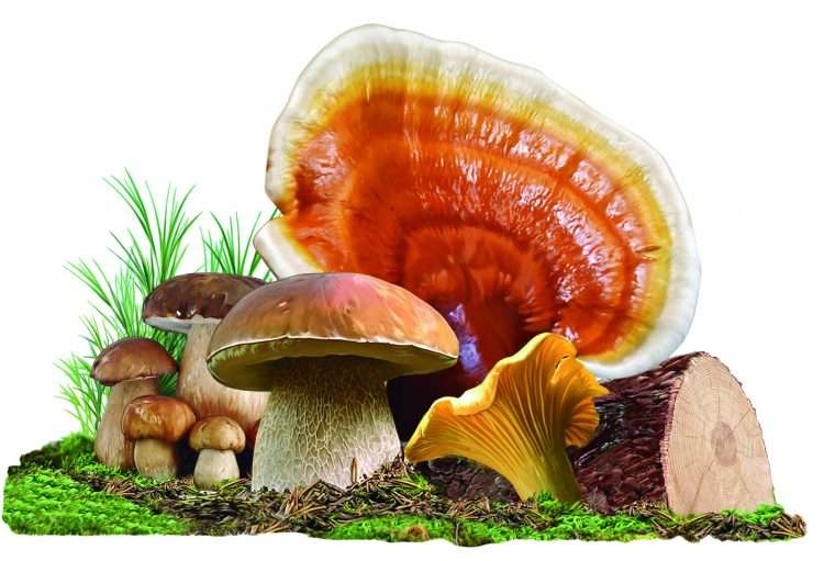 Reishi ou « champignon de dix mille ans »