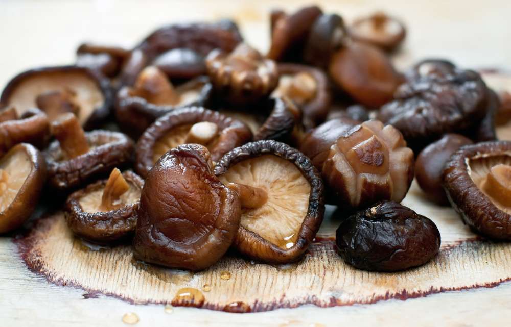 Shiitake, le délicieux adaptogène