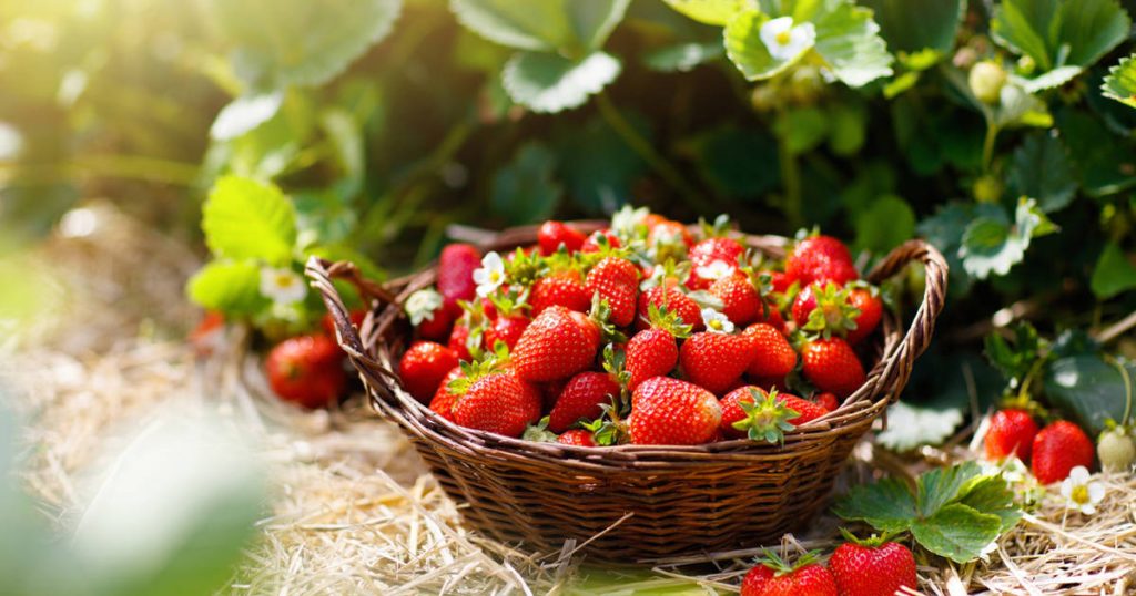 4 raisons de ne pas consommer les premières fraises qui arrivent au supermarché
