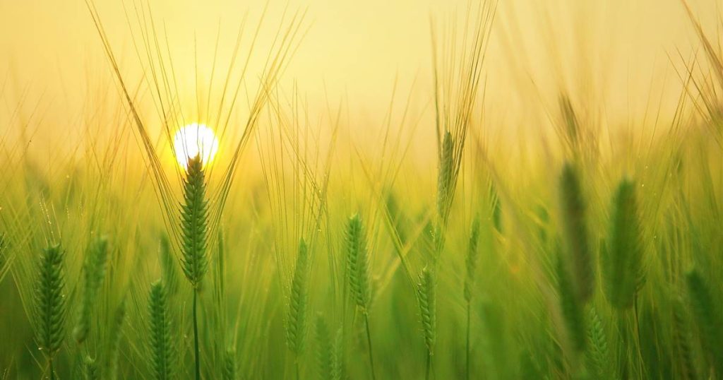 Allergie, sensibilité au blé et maladie coeliaque : Quelles sont les différentes intolérances au blé ?