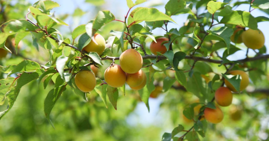 C'est le produit diététique naturel japonais qui diminue les tensions et réduit l'inflammation.