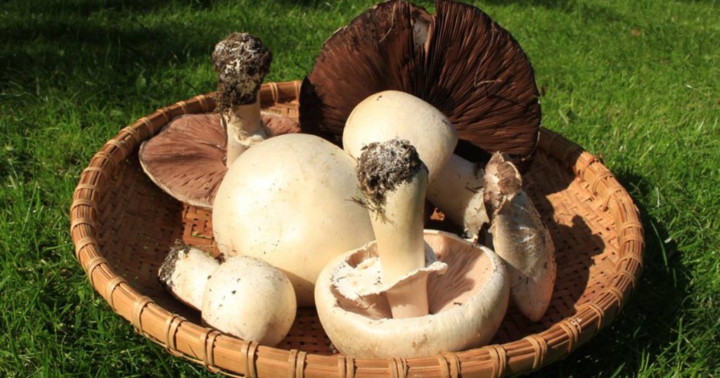 Champignons : ils pourraient réduire de moitié le risque de démence