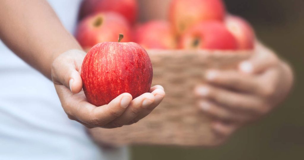 Combien de calories contient une pomme et pourquoi cela vaut la peine de toutes les manger