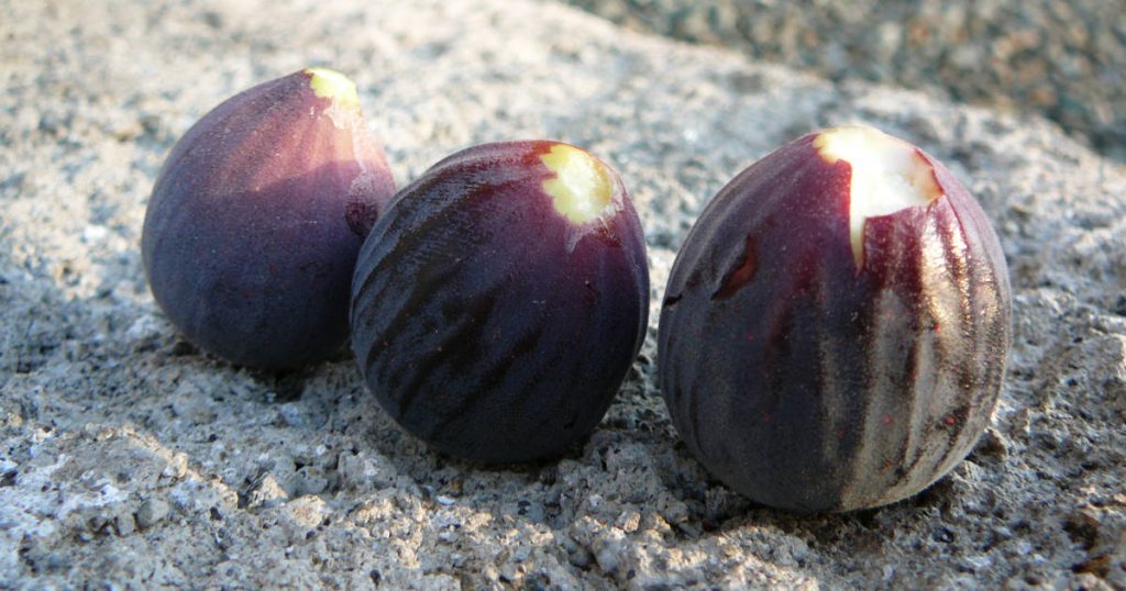 Figues et figues : différences, saison et comment les déguster