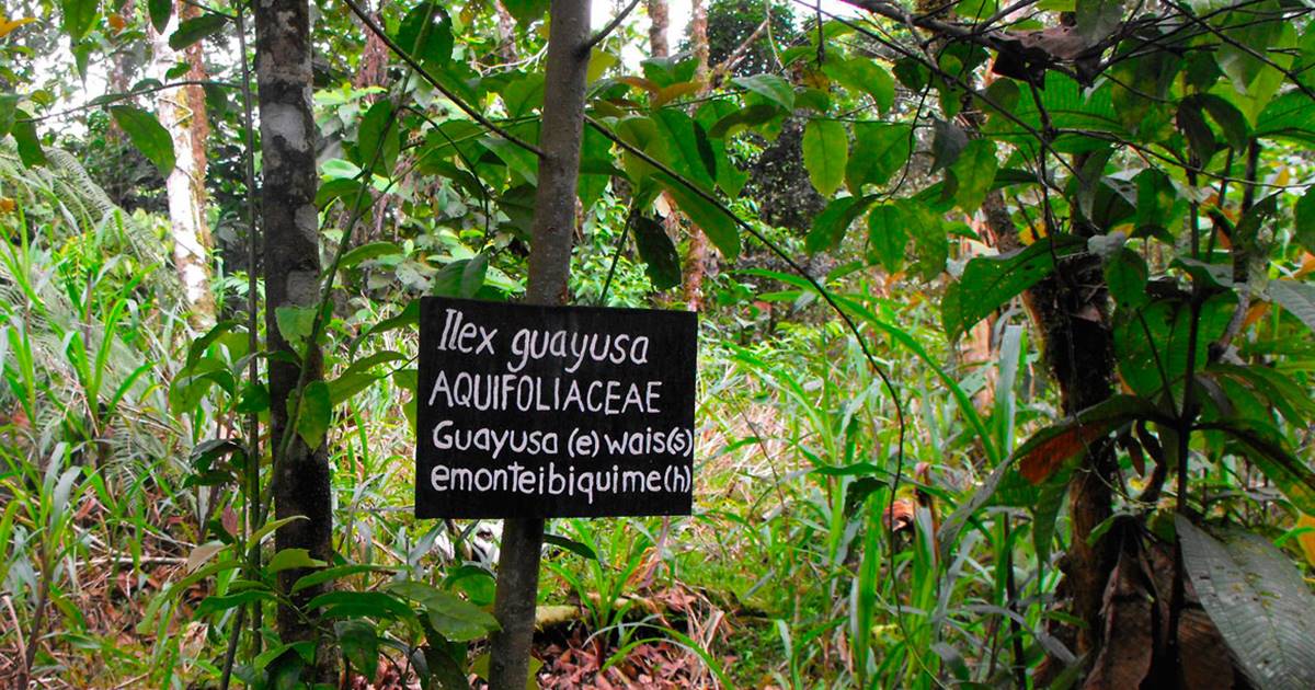 Guayusa, la superinfusion amazonienne