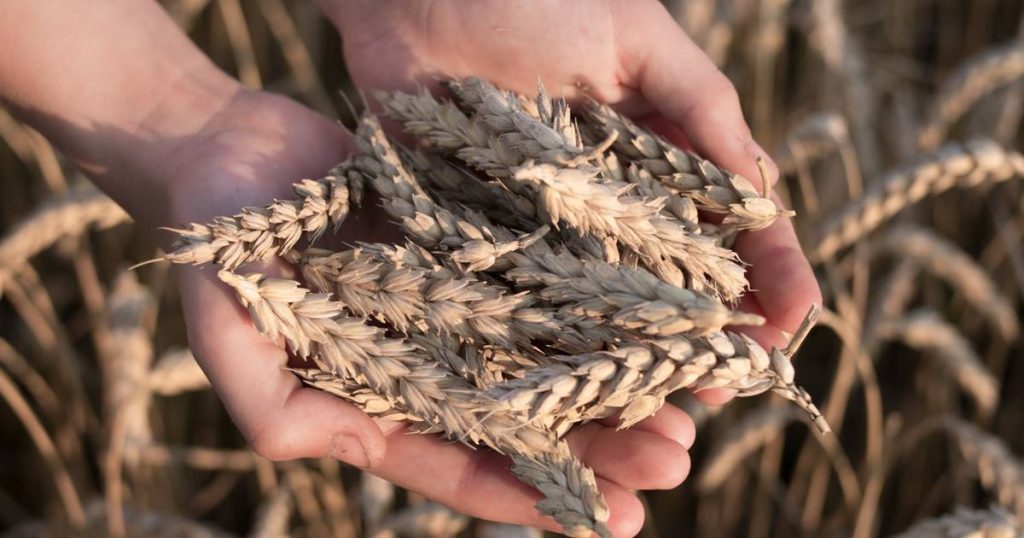 Le gluten de blé est-il toujours mauvais ?