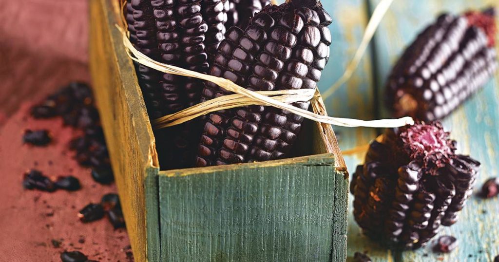 Le maïs violet, le roi inca des antioxydants