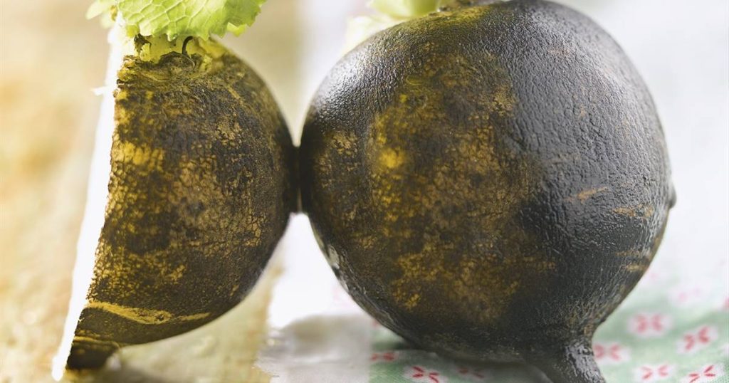 Le radis noir aide à protéger le foie