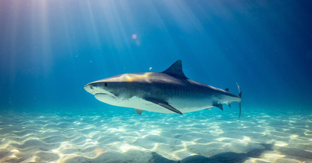 Le squalane, huile pour peau douce, aux dépens des requins ?