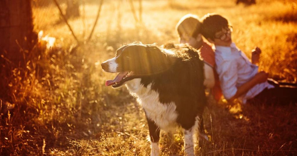 Les enfants qui vivent avec des animaux souffrent moins d'allergies
