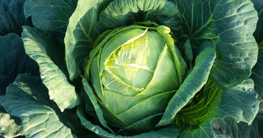 Recettes au chou : comment le cuisiner de 5 manières différentes